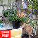 貓草貓薄荷種子小荊芥貓咪零食化毛草籽多年生室外盆栽觀(guān)賞驅蚊草 貓薄荷種子3000粒