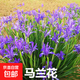 大花萱草鳶尾金娃娃苗庭院綠化花卉地被馬蘭忘憂(yōu)草四季多年生開(kāi)花 馬蘭  花苗 10棵（試種）