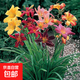 大花萱草鳶尾金娃娃苗庭院綠化花卉地被馬蘭忘憂(yōu)草四季多年生開(kāi)花 混色大花萱草花苗 10棵（試種）