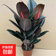 黑金剛橡皮樹(shù)盆栽植物室內客廳綠植凈化空氣吸甲醛桌面好養花卉 橡皮樹(shù)35-40厘米3顆原盆土