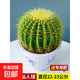 金虎仙人球類金琥辦公室內(nèi)盆栽仙人掌盆栽大號金冠植物超大顆好養(yǎng) 直徑22--23公分左右+專用肥 含盆