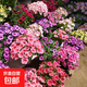 混色矮牽?；ǚN子四季易種室內陽(yáng)臺花園花卉盆栽觀(guān)花種子1包500粒 混色矮牽牛種子500粒+肥