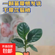 小盆梔子花盆栽四季開(kāi)花不帶花苞室內綠蘿水培花卉綠植物好養易活 20-30cm【1株】好多月開(kāi)花 濃香型梔子花【帶花苞】10天開(kāi)花