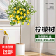 香水檸檬樹盆栽室內(nèi)果樹帶果可食用植物四季好養(yǎng)客廳大型綠植花卉 檸檬樹1.3-1.5米+白色圓柱盆+棕絲+肥+托盤