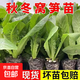 芹菜秧苗茴香茼蒿苦苣兒菜秧苗烏塌菜油麥菜生菜萵筍秋冬耐寒蔬菜 青萵筍苗 20棵