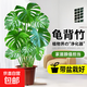 龜背竹客廳大盆栽辦公室內大型綠植盆景開(kāi)背大葉老樁吸除甲醛植物 精品龜背竹50-60cm原始盆