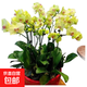 雙花劍蝴蝶蘭盆栽蘭花大苗帶花劍帶花苞四季開(kāi)花室內花好養易成活 10.蘋(píng)果綠--雙花劍發(fā)貨 帶盆栽好