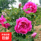 食用玫瑰花苗大馬士革玫瑰平陰玫瑰月季花苗四季開(kāi)花濃香盆載植物 食用玫瑰5年苗好成活開(kāi)花多 不含盆