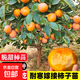 柿子樹(shù)苗庭院柿子大樹(shù)無(wú)核脆甜陽(yáng)豐太秋柿子樹(shù)果苗南北方種植柿樹(shù) 精選5年苗（結果多多）