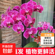 蝴蝶蘭花苗帶花劍帶花苞盆栽蘭花大苗客廳室內(nèi)植物花卉四季好養(yǎng)活 1.花蝴蝶--精品大苗--帶花劍發(fā)貨 含盆