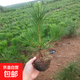 黑松樹(shù)苗四季常青黑松小苗荒山綠化黑松盆景花卉植物綠化苗木 1棵黑松苗20-30cm高/送12g肥料