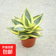 黃金虎皮蘭盆栽稀有虎尾蘭多肉植物盆景新房室內吸甲醛綠植 哈尼15公分+塑料盆栽好