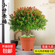 小葉赤楠盆景金絲楠木老樁盆栽大棵辦公室內桌面綠植花卉四季好養 特A級小葉赤楠（原盆栽好）送底座+肥料