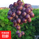 大澤山玫瑰香葡萄新鮮采摘 6斤