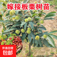 板栗樹(shù)苗嫁接板栗樹(shù)苗地栽盆栽大紅袍八月紅南方北方四季種植 3年苗大面積種植
