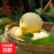 正宗博望梨黃金梨原產(chǎn)地新鮮應(yīng)季梨子南陽 南陽博望黃金梨5斤普裝現(xiàn)采現(xiàn)發(fā)