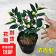 香妃茶花山茶花樹苗盆栽花卉植物四季開花陽臺庭院耐寒濃香老樁 香妃茶20-25cm原土1顆