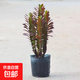 巴西龍骨植物盆栽大辦公室面招財(cái)盆景室內(nèi)客廳好養(yǎng)多肉綠植花卉 紫龍骨30-40cm.3-5分叉（原盆）