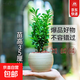 黃楊盆景耐寒辦公室內盆栽四季常青好養客廳花卉庭院樹(shù)苗桌面綠植 黃楊盆栽：35厘米高一顆 不含盆 帶土球保鮮發(fā)貨