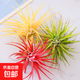 空氣鳳梨植物無土栽培新手易養(yǎng)趣味盆栽微景觀辦公室桌面綠植擺件 紅_綠_黃_三精靈