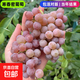 巨峰葡萄樹(shù)苖陽(yáng)光玫瑰藍寶石葡萄樹(shù)苗無(wú)籽南北方種植盆栽庭院爬藤 寒香蜜【十年大苗】當年結果 養死包賠 80cm(含)-89cm(含)