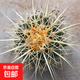 仙人球科仙人球植物辦公室內(nèi)電腦桌面小盆栽開花 金虎 原色金虎