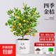 金桔樹(shù)盆栽帶果可食用陽(yáng)臺庭院四季脆皮金橘桔子果樹(shù)南方北方果苗 四季帶果金桔30-40cm 【前途無(wú)量盆】 送7 30cm(含)-40cm(不含)