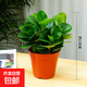 豆瓣綠青葉碧玉盆栽陶瓷盆花卉綠植桌面小盆栽室內凈化空氣辦公室 碧玉+【1棵】