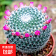 仙人球盆栽開花玉翁仙人球小盆栽帶花苞緋花玉多肉植物桌面綠植 小號玉翁3-4厘米(兩年開花)