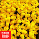賣(mài)萌小黃鴨發(fā)夾卡通彈簧發(fā)飾地推小禮品幼兒園小學(xué)生獎品 植絨小黃鴨發(fā)夾30個(gè)