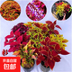 彩葉草盆栽花卉五彩蘇觀葉植物室內(nèi)陽臺庭院清心草辦公室好養(yǎng)綠植 3盆原盆原土彩葉草