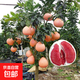 柚子樹(shù)苗紅心紅肉蜜柚嫁接果樹(shù)果苗南方北方種植當年結果三紅蜜果 3年柚子苗次年結果/需要品種備注