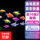 招財糖果魚(yú)斑馬魚(yú)天使魚(yú)孔雀魚(yú)觀(guān)賞魚(yú)群游魚(yú)小型熱帶淡水好養耐活 天使魚(yú)3-4cm10條含2條防損