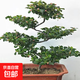 珍珠梅盆栽花卉綠植物盆景室內外陽(yáng)臺平枝荀子紅花S造型四季開(kāi)花 珍珠梅盆景7年苗
