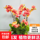 蝴蝶蘭花苗帶花劍帶花苞盆栽蘭花大苗客廳室內(nèi)植物花卉四季好養(yǎng)活 6.公主--精品大苗--帶花劍發(fā)貨 含盆