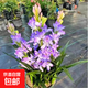 重瓣香水晚香玉種球大花濃香四季花卉耐寒盆地栽綠植懶人養不死花 紫羅蘭連體苗9-15個(gè)芽 +肥
