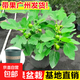 無(wú)花果盆栽波姬紅特大果帶果南北方四季種植耐寒綠植 無(wú)花果帶果60cm(加侖盆) 40cm(含)-50cm(不含)