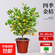 金桔樹(shù)盆栽帶果可食用陽(yáng)臺庭院四季脆皮金橘桔子果樹(shù)南方北方果苗 四季帶果金桔30-40cm 【原土】 送肥料 30cm(含)-40cm(不含)