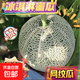正宗網(wǎng)紋蜜瓜玫瓏蜜瓜冰淇淋口感甜瓜現摘現發(fā) 老少皆宜水果 7-8斤（2-3粒)家庭裝 一瓜兩吃，脆嫩爽口，軟糯香甜