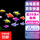 招財糖果魚(yú)斑馬魚(yú)天使魚(yú)孔雀魚(yú)觀(guān)賞魚(yú)群游魚(yú)小型熱帶淡水好養耐活 天使魚(yú)3-4cm20條含4條防損