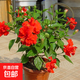 扶?；ㄅ柙灾匕陰Щòt色朱瑾牡丹草陽(yáng)臺四季開(kāi)花卉室內植物綠植 大紅色重瓣【帶花苞】7年苗（原