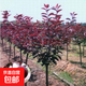 紫葉李樹(shù)苗 紅葉李樹(shù)苗 紫葉李子樹(shù)苗 紫葉李果 綠化苗工程苗木 地徑1公分粗