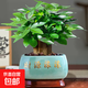 發(fā)財樹(shù)小盆栽大綠植辦公室內除甲醛花卉客廳好養旺宅植物桌面盆景 【A級大盆】三桿發(fā)財樹(shù)(財源滾滾 含盆