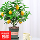 香水檸檬樹(shù)苗水果盆栽可食用驅蚊濃香好養陽(yáng)臺四季花卉室內綠植物 香水檸檬樹(shù)+加侖盆 （全國可種）