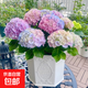 繡球花苗無(wú)盡夏四季開(kāi)花繡球花盆栽庭院好養的花卉植物室內花 彩虹小苗（優(yōu)質(zhì)苗包開(kāi)花）+肥料