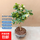 檸檬苗香水樹(shù)苗濃香型花卉庭院盆栽地栽種植果苗木多年生果樹(shù)植物 檸檬苗5年苗約50-70cm高1棵/不含盆 送10g肥料