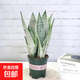 黃金虎皮蘭盆栽稀有虎尾蘭多肉植物盆景新房室內吸甲醛綠植 白玉蘭3課帶盆25公分左右原盆土