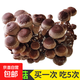 蘑菇種植包菌包家庭種黑平菇香菇金針菇菌包可食用菌新鮮蘑菇菌棒袋裝 香菇-標準款 4袋裝