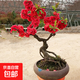 海棠花盆栽樹(shù)苗盆景重瓣老樁庭院綠植物室內花卉四季開(kāi)花好養 海棠【精品】隨機發(fā)貨