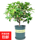 桂花樹(shù)盆栽四季開(kāi)花盆景室內(nèi)庭院陽(yáng)臺(tái)開(kāi)花樹(shù)苗耐寒綠植花卉樹(shù)苗 四季桂 2年苗